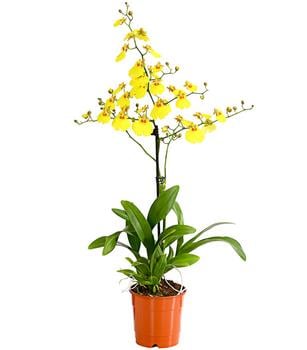 Oncidium Orchidee - Oncidium cultivars 'Sweet Sugar'