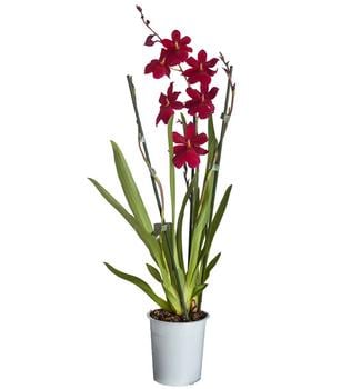 Burrageara-Orchidee - Burrageara cultivars 'Nelly Isler'