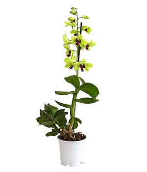 Dendrobium - Dendrobium cultivaris, verschiedene Sorten