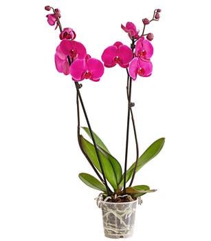 Schmetterlingsorchidee - Phalaenopsis cultivars, zweitriebig