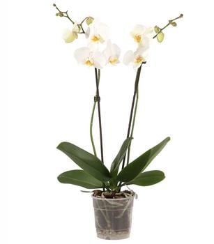 Schmetterlingsorchidee - Phalaenopsis cultivars, zweitriebig
