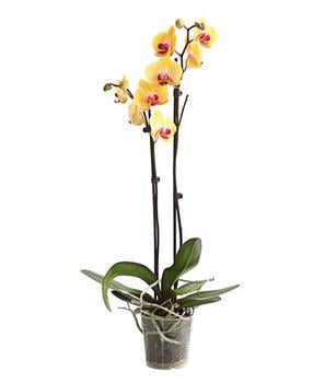 Schmetterlingsorchidee - Phalaenopsis cultivars, zweitriebig