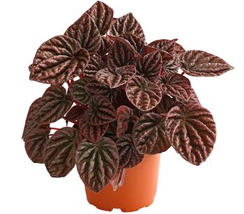 Peperomie - Peperomia caperata 'Red'
