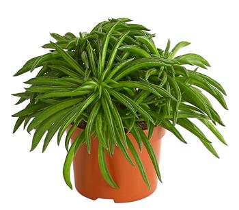 Peperomie - Peperomia ferreyrae 'Happy Bean'