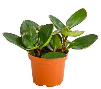 Peperomie - Peperomia obtusifolia 'Red Margin'