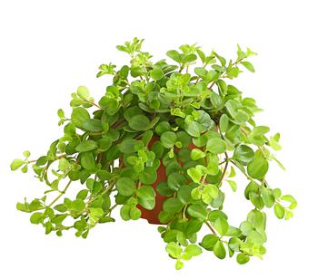 3 x Peperomie - Peperomia rotundifolia von Dehner, Hellgrün - Mindestbestellmenge: 3 Stk.