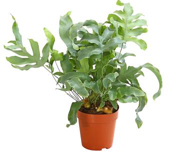 Goldtüpfelfarn - Phlebodium aureum 'Blue Star'