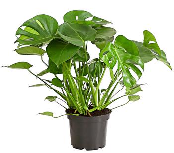 Fensterblatt - Monstera deliciosa