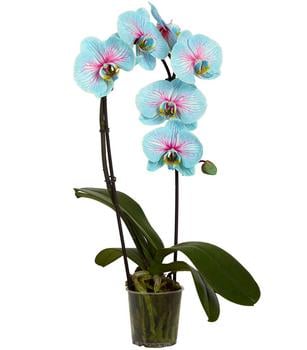 Schmetterlingsorchidee - Phalaenopsis Cultivars 'Blue Wonder', Kaskade
