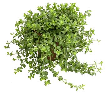 Peperomie - Peperomia deppeana