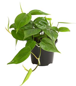 4 x Baumfreund - Philodendron scandens von Dehner - Mindestbestellmenge: 4 Stk.