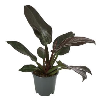 Baumfreund - Philodendron, verschiedene Sorten von Dehner, Dunkelgrün, Dunkelrot
