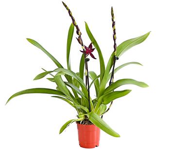 Tiger-Orchidee - Colmanara cultivars 'Massai'