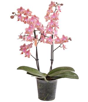 Schmetterlingsorchidee - Phalaenopsis cultivars, verschiedene Farben