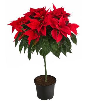 Weihnachtsstern - Euphorbia pulcherrima, Stämmchen