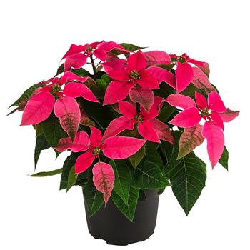 Weihnachtsstern - Euphorbia pulcherrima 'Princettia®', verschiedene Farben