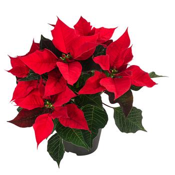 Weihnachtsstern - Euphorbia pulcherrima