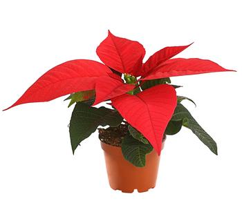 Weihnachtsstern - Euphorbia pulcherrima, rot