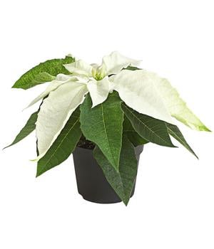 Weihnachtstern - Euphorbia pulcherrima 'Princettia®', weiß