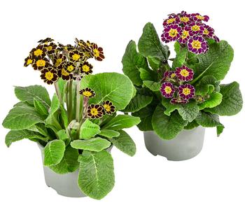 Primel 'Victoriana', verschiedene Farben