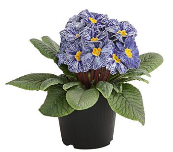 Frühlingsprimel 'Zebra' von Dehner, Dunkelblau / Blau Weiß