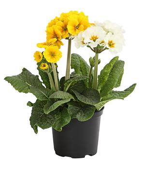 Stängelprimel Duo Gelb-Weiß 'Primula elatior'