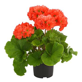 Becherprimel - Primula obconica 'Touch Me'