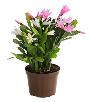 Frühlingskaktus-Duo - Hatiora x graeseri