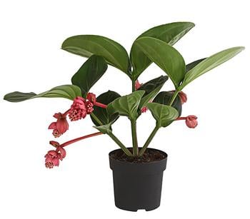 Medinille - Medinilla magnifica 'Flamenco'