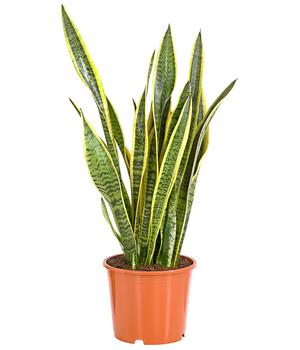 Bogenhanf - Sansevieria cylindrica, | Dehner