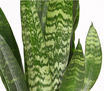 Bogenhanf - Sansevieria 'Black Coral' | Dehner