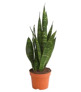 Bogenhanf - Sansevieria 'Black Coral'