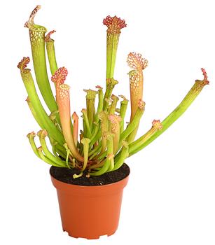 Schlauchpflanze - Sarracenia Hybride