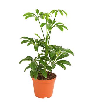 Sternaralie - Schefflera luseana