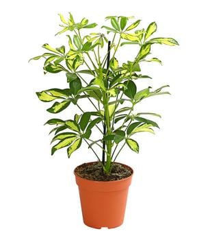 2 x Strahlenaralie - Schefflera arboricola von Dehner, Gelb, Lemon, Grün - Mindestbestellmenge: 2 Stk.