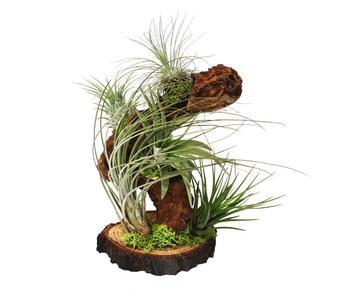 Tillandsien-Arrangement auf Wurzelbaum - Tillandsia Hybride, 5-teilig