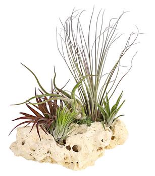Tillandsien-Arrangement auf Sansibar Rock - Tillandsia Hybride, 5-teilig