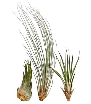 XXL Tillandsien-Set - Tillandsia Hybride, 3-teilig