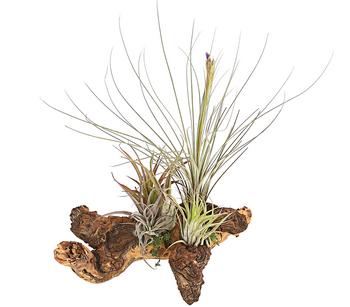 Tillandsien-Arrangement auf Mopanie-Wurzel - Tillandsia Hybride, 5-teilig