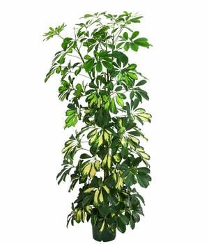 Strahlenaralie - Schefflera arboricola von Dehner, Gelb, Lemon, Grün