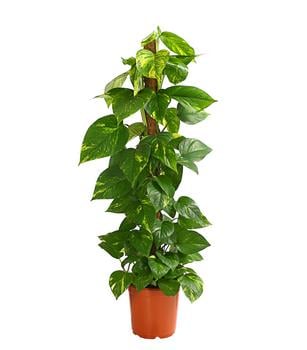 Efeutute - Epipremnum aureum am Moosstab