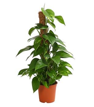 Efeutute - Epipremnum aureum am Moosstab