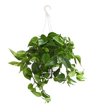 Efeutute - Epipremnum aureum 'Torro', Ampel