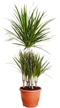 Drachenbaum - Dracaena marginata, Karussell