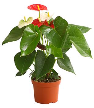 Große Flamingoblume - Anthurium andreanum 'Frankonien'