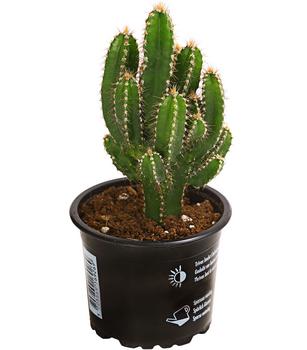 Felsenkaktus - Cereus repandus/Cereus peruvianus