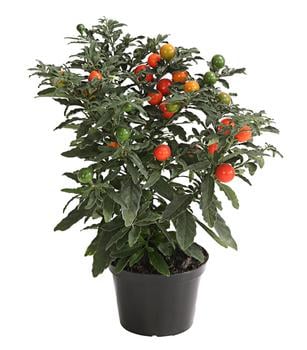 Korallenstrauch - Solanum pseudocapsicum