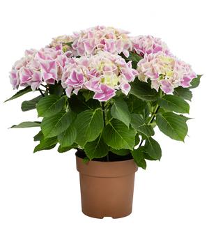 Hortensie - Hydrangea macrophylla 'Candy Heart'
