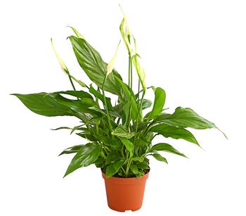 4 x Air So Pure Midi Einblatt - Spathiphyllum wallisii von Dehner, Grün / Weiß - Mindestbestellmenge: 4 Stk.