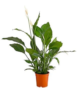 Einblatt - Spathiphyllum wallisii 'Sebastian'